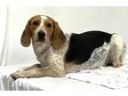 Adopt Daisy a Beagle / Mixed dog in Williamstown, KY (41441310)