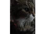 Adopt Zoey a Gray, Blue or Silver Tabby Tabby / Mixed (short coat) cat in