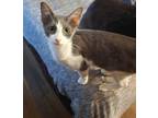 Adopt Lilly a Gray or Blue (Mostly) Domestic Shorthair / Mixed (short coat) cat