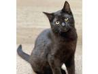 Adopt Mason (purple collar) a Domestic Shorthair / Mixed (short coat) cat in
