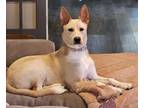 Adopt Honey a Tan/Yellow/Fawn - with White Australian Cattle Dog / German
