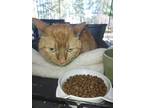 Adopt Sadie a Orange or Red Domestic Shorthair / Mixed (short coat) cat in