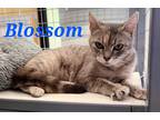 Adopt Blossom a Tortoiseshell Domestic Shorthair (short coat) cat in