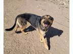 Adopt Lady a Brown/Chocolate Husky / German Shepherd Dog / Mixed dog in El Paso