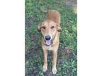 Adopt Nikki a Hound (Unknown Type) / Mixed Breed (Medium) / Mixed dog in Tool