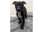 Adopt Suzy a American Pit Bull Terrier / Mixed Breed (Medium) / Mixed dog in