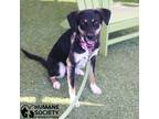 Adopt TRIP a Tricolor (Tan/Brown & Black & White) Cattle Dog / Mixed dog in