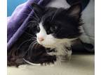 Adopt RaeAnn a Domestic Longhair / Mixed (short coat) cat in Grand Forks