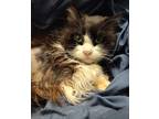 Adopt RaeAnn a Domestic Longhair / Mixed (short coat) cat in Grand Forks