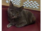 Adopt Laura a Domestic Shorthair / Mixed (short coat) cat in Grand Forks