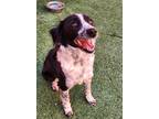 Adopt Kona a Black Border Collie / Mixed dog in Farmington, NM (41401439)