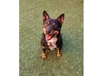 Adopt Steve a Black Australian Cattle Dog / Mixed dog in Farmington