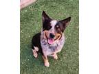Adopt Barkley a Black Australian Cattle Dog / Mixed dog in Farmington
