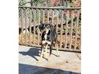 Adopt Dobby a Black - with Tan, Yellow or Fawn Black and Tan Coonhound / Feist /