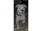 Adopt Prince a Gray/Silver/Salt & Pepper - with White American Pit Bull Terrier