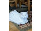Adopt Sadie a White Maine Coon / Mixed (long coat) cat in Evansville