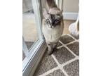 Adopt Dolly a Gray, Blue or Silver Tabby Ragdoll / Mixed (medium coat) cat in