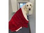 Adopt Zumba a White Great Pyrenees / Labrador Retriever / Mixed dog in Batavia