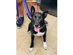 Adopt Gobbles a Black Mixed Breed (Small) / Mixed Breed (Medium) / Mixed (short