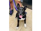 Adopt Gobbles a Black Mixed Breed (Large) / Mixed dog in Covington