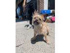 Adopt Wolf a Tan/Yellow/Fawn Terrier (Unknown Type, Small) / Mixed dog in