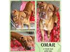 Adopt Omar a Tan/Yellow/Fawn American Pit Bull Terrier / Mixed dog in Franklin