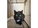 Adopt Trampoline a All Black Domestic Shorthair / Domestic Shorthair / Mixed