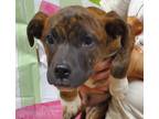 Adopt Zac* a Brindle Mixed Breed (Medium) / Mixed dog in Anderson, SC (41440461)