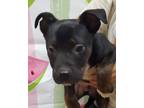 Adopt Jeff* a Black Mixed Breed (Medium) / Mixed dog in Anderson, SC (41440460)