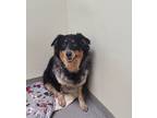 Adopt Amanda a Black Australian Cattle Dog / Mixed dog in Williamsburg