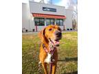 Adopt Maya a Brown/Chocolate Hound (Unknown Type) / Mixed dog in Williamsburg
