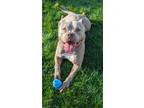 Adopt Hercules a Tan/Yellow/Fawn - with White American Pit Bull Terrier / Mixed