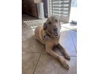 Adopt Cosmo a Tan/Yellow/Fawn Golden Retriever / Labrador Retriever / Mixed dog