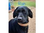 Adopt Rain a Labrador Retriever / Mixed Breed (Medium) / Mixed dog in St.