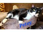 Adopt Petey a Black & White or Tuxedo Domestic Shorthair (short coat) cat in