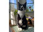 Adopt Poe a Black & White or Tuxedo Domestic Shorthair / Mixed (short coat) cat