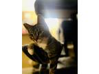 Adopt Mulder a Brown or Chocolate (Mostly) Domestic Shorthair / Mixed cat in