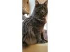 Adopt Addison a Gray or Blue (Mostly) Domestic Longhair / Mixed (long coat) cat