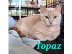 Adopt Topaz a Cream or Ivory Domestic Shorthair (short coat) cat in schenectady