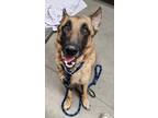 Adopt KODA a Red/Golden/Orange/Chestnut - with Black German Shepherd Dog / Mixed