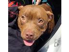 Adopt Pharaoh a Brown/Chocolate American Pit Bull Terrier / Mixed Breed (Medium)