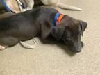 Adopt 2 a Black Mixed Breed (Large) / Mixed dog in Fort Worth, TX (41440957)