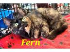 Adopt Fern a Tortoiseshell Domestic Shorthair (short coat) cat in schenectady