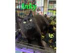 Adopt Inky a All Black Domestic Shorthair (short coat) cat in schenectady