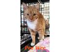 Adopt Pee Wee a Orange or Red Tabby Domestic Shorthair (short coat) cat in