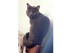 Adopt Romeo a Gray or Blue (Mostly) Domestic Shorthair / Mixed (short coat) cat