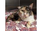 Adopt PEBBLES a Tortoiseshell Domestic Shorthair (short coat) cat in Tucson