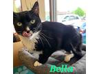 Adopt Bella a Black & White or Tuxedo Domestic Shorthair (short coat) cat in