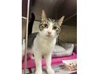 Adopt 2405-0067 Trickster a Gray, Blue or Silver Tabby Domestic Shorthair /