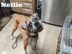 Adopt Nellie a Brown/Chocolate Boxer / Mixed dog in Florence, AL (41440934)